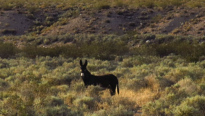 beatty-wild-burro-cropped